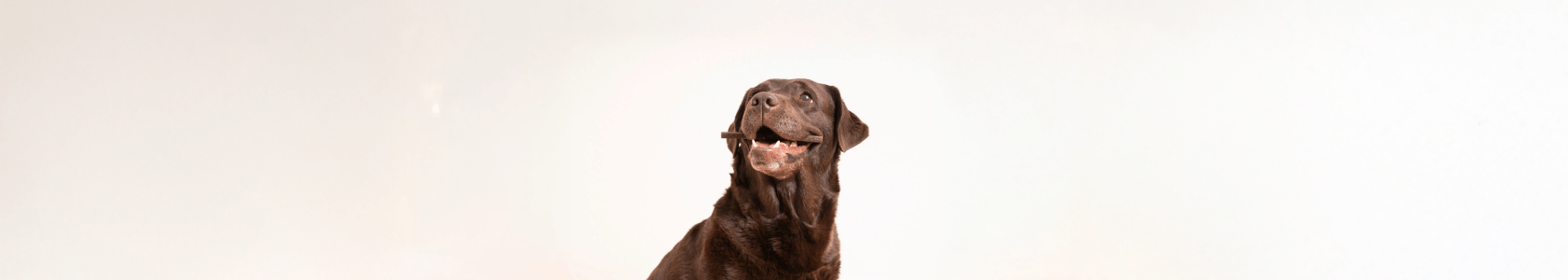 Dental Chews for Dogs: Expert Tips on Choosing the Right Treats